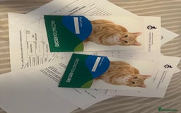 Russian Blue cats for sale: 2 x Pedigree Russian Blue GCCF - Advert 13