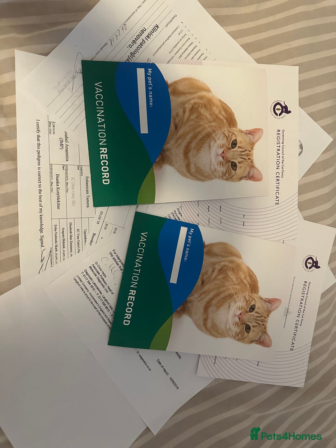 Russian Blue cats for sale: 2 x Pedigree Russian Blue GCCF - Advert 13