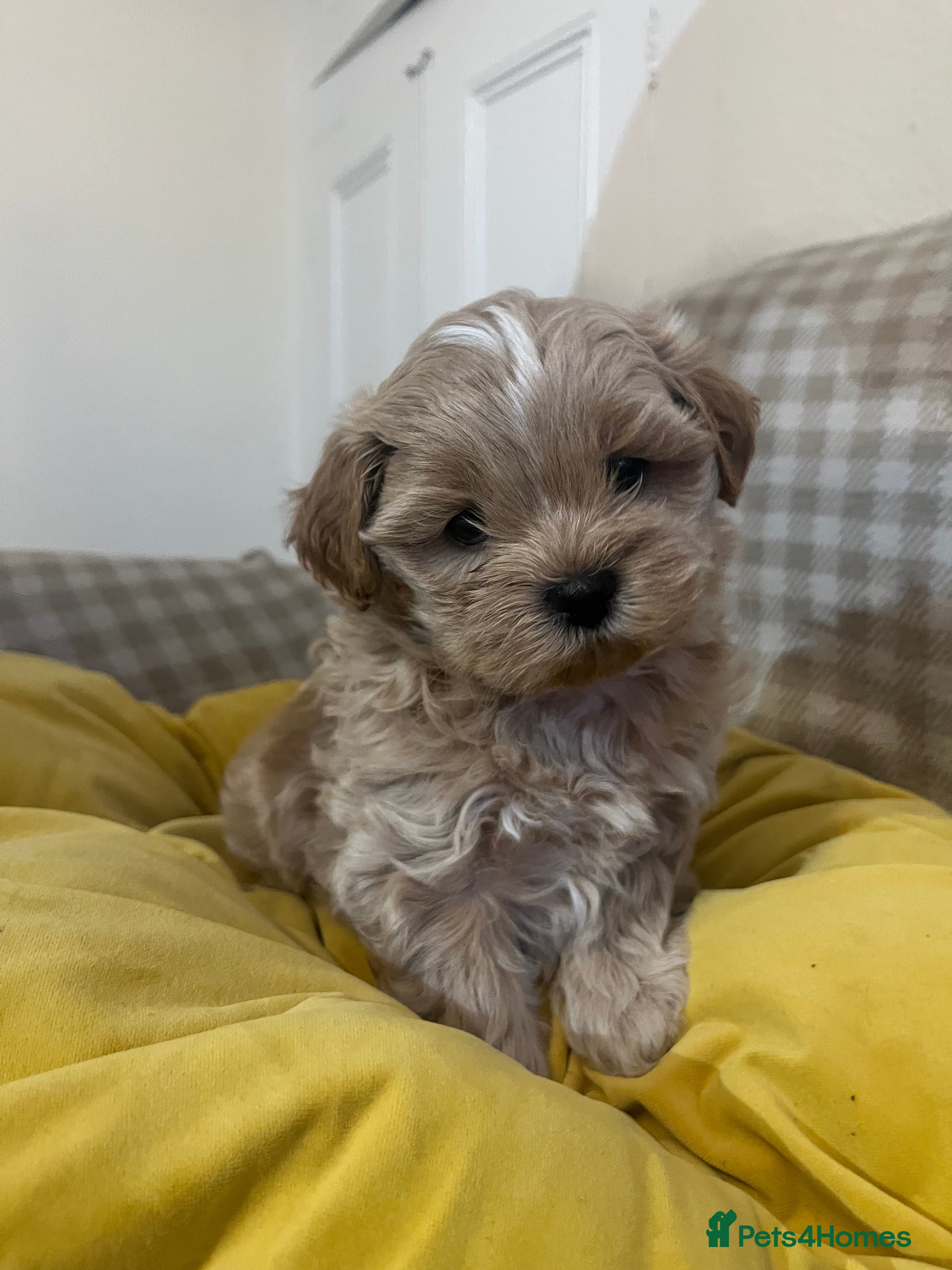 Shihpoo dogs Last remaining Shih poo girl To reserve  - Advert 6