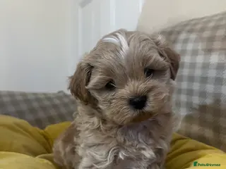 Shihpoo dogs Last remaining Shih poo girl To reserve - Advert 6