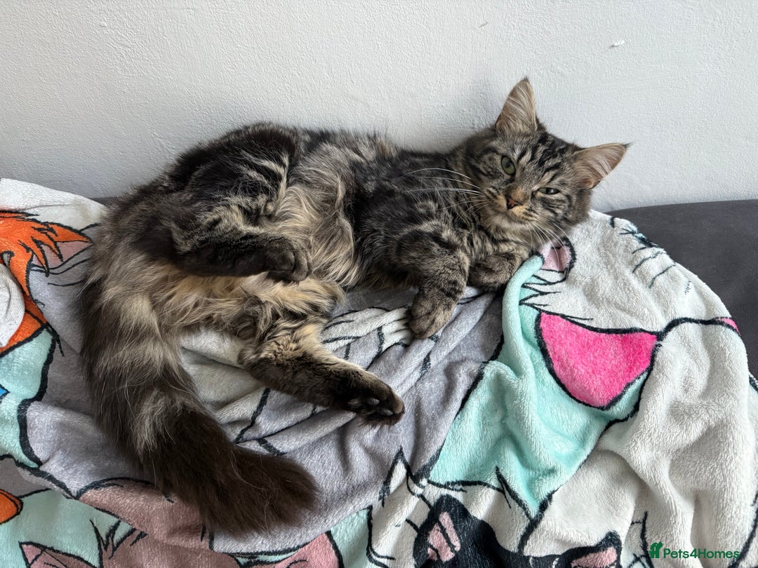 Domestic Shorthair cats for sale: Beautiful puddle of fluff - Image 3