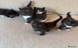Mixed Breed cats for sale: Beautiful kittens for sale - Image 8