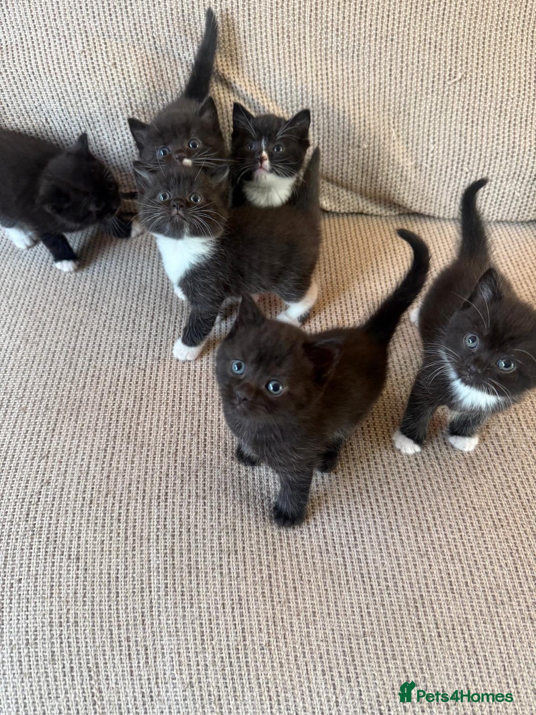 Mixed Breed cats for sale: Beautiful kittens for sale - Image 8