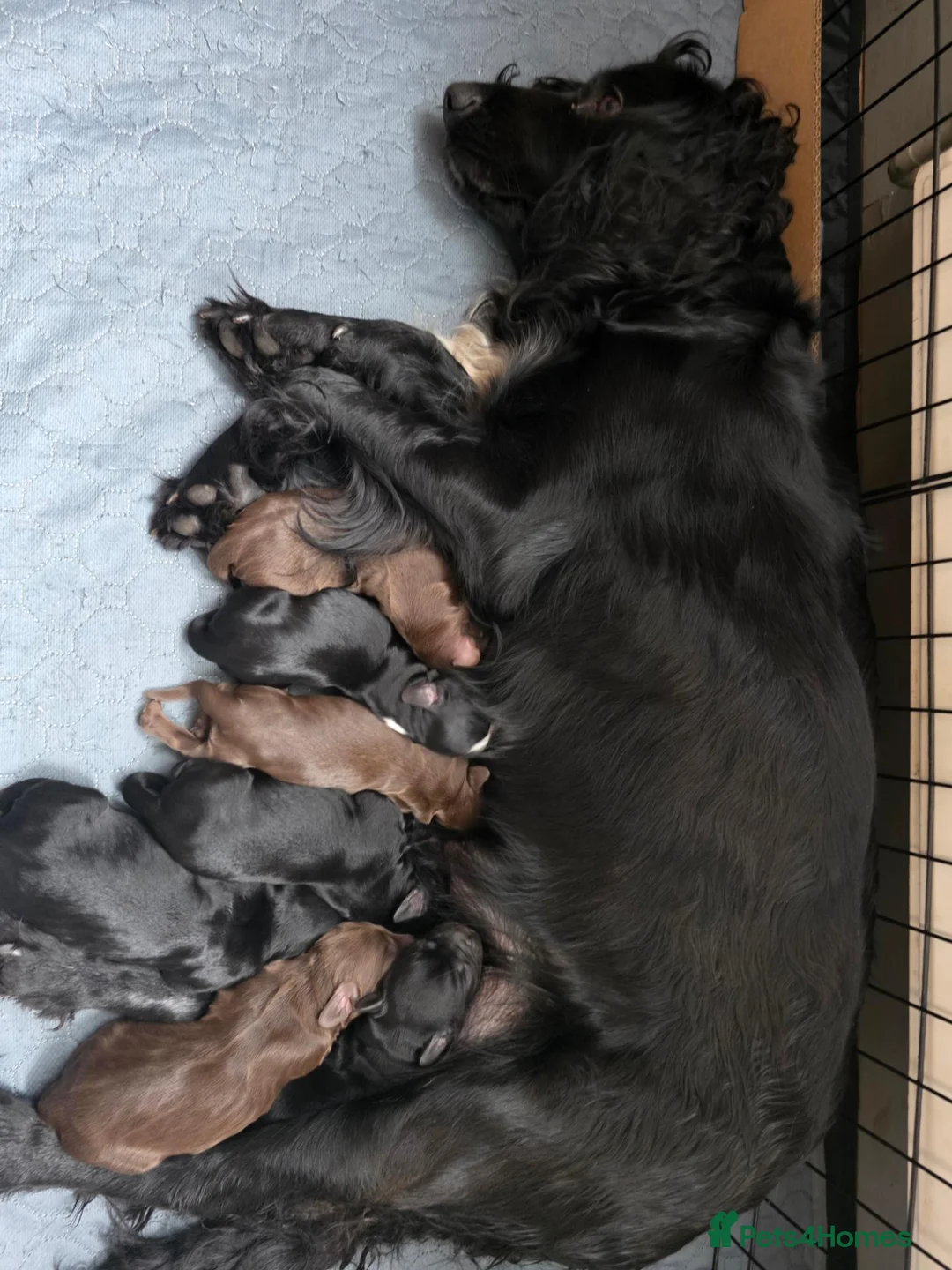 Cocker Spaniel dogs for sale: Cocker Spaniels  - Advert 6