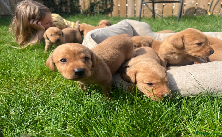 Labrador Retriever dogs - Advert 12