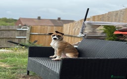 Mixed Breed dogs for sale: Staff x Husky Pup - Image 5