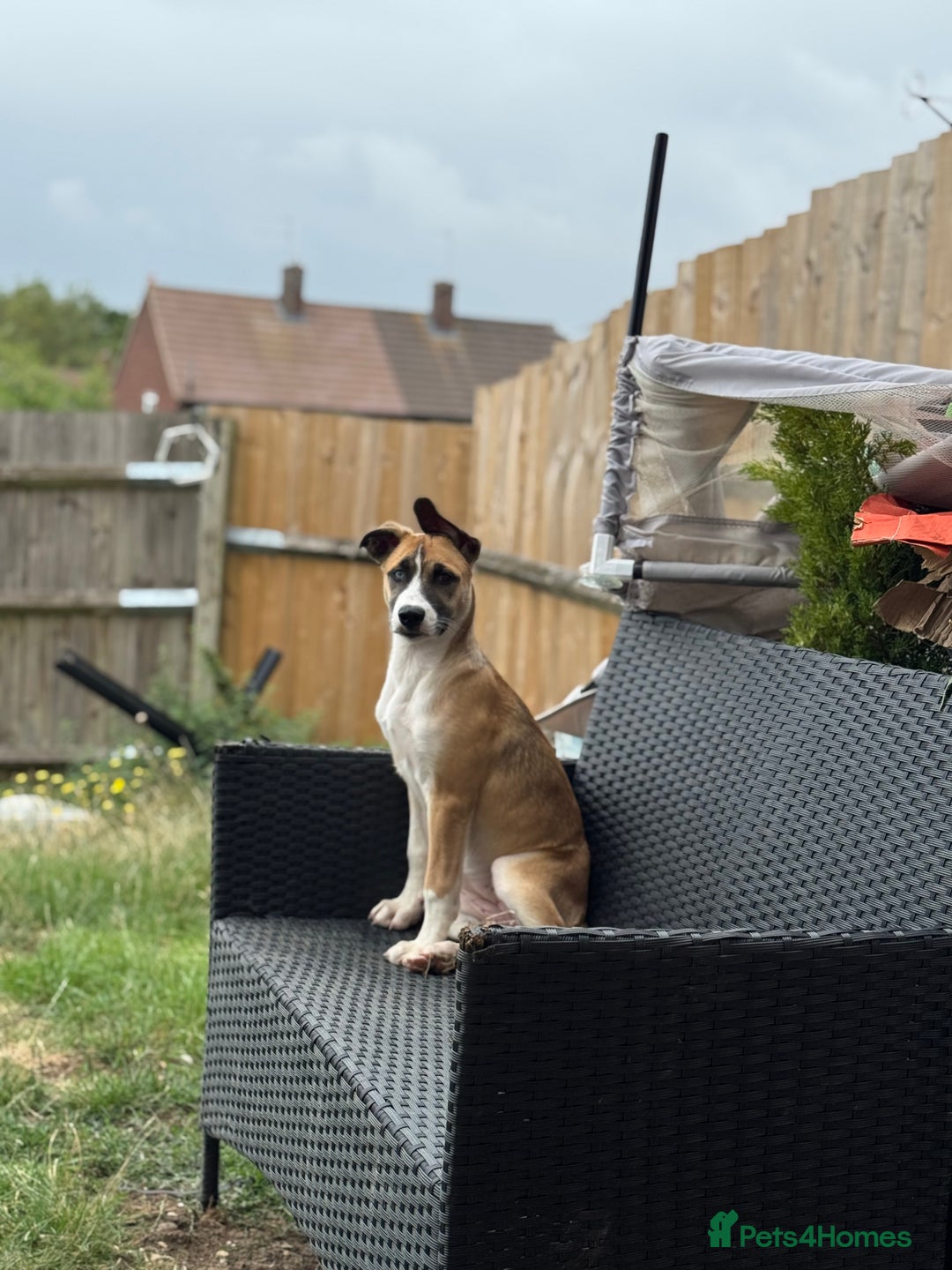 Mixed Breed dogs for sale: Staff x Husky Pup - Image 5