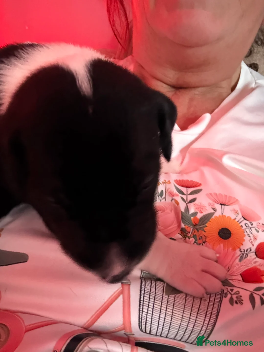 Great Dane dogs for sale: Stunning pure bred Great Dane puppies in St. Ives - Advert 19