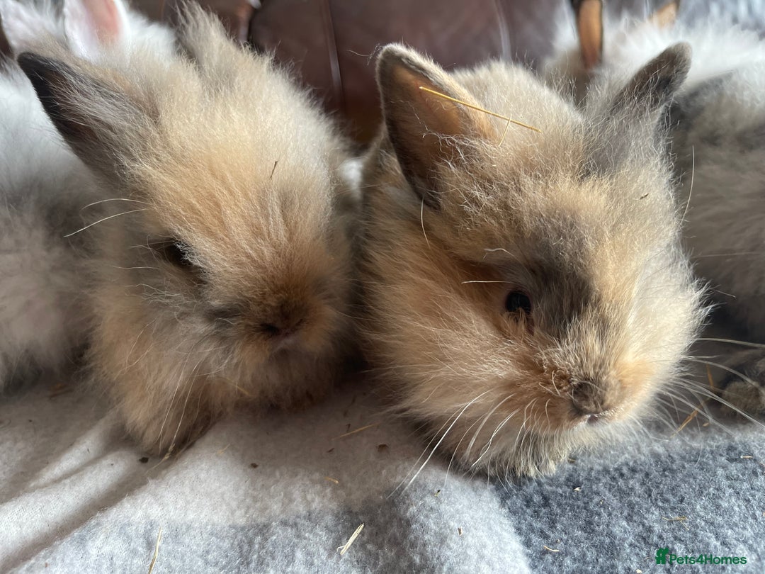 English Lop rabbits for sale: Beauitful Double Mane lop and dwarf double mane in Spalding - Image 3