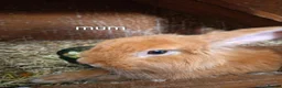 Mini Lion Lop rabbits for sale: 4 lionhead lops for sale - Advert 18