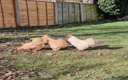Chickens poultry for sale: Pure Breed Pekin Bantams Quad in Birmingham - Image 1