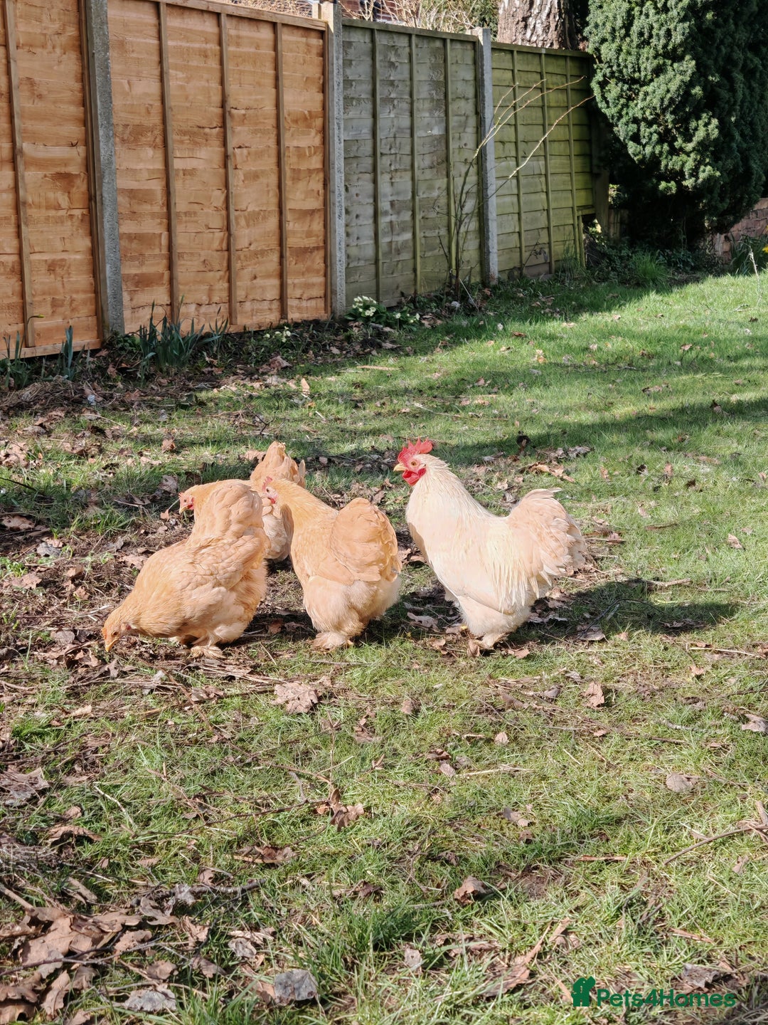 Chickens poultry for sale: Pure Breed Pekin Bantams Quad in Birmingham - Image 1