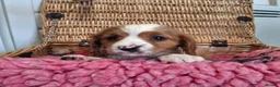 Cavalier King Charles Spaniel dogs for sale: Cavalier king charles pups - Advert 12