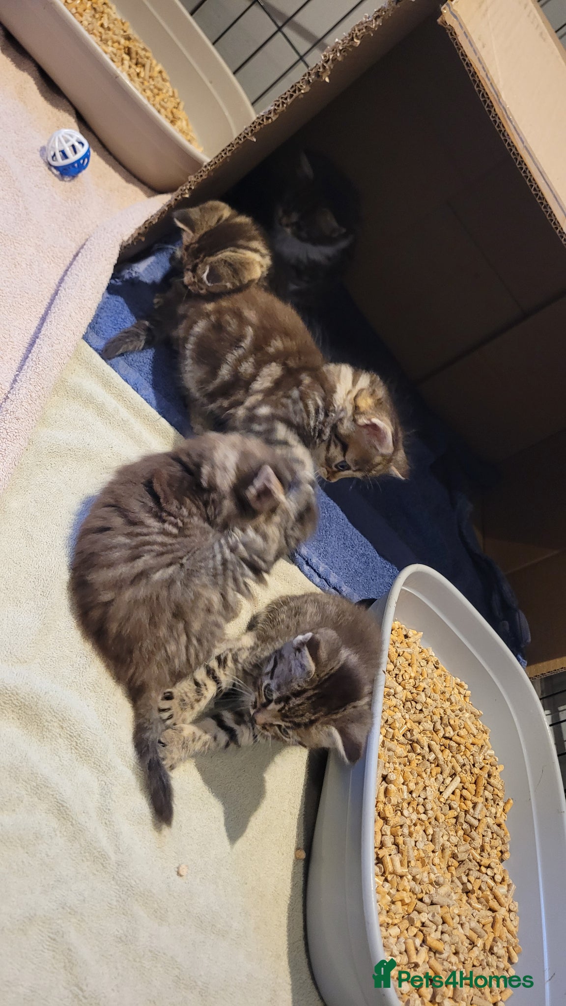 Mixed Breed cats 5 kittens *2boys**3 girls* available 31st May - Advert 2