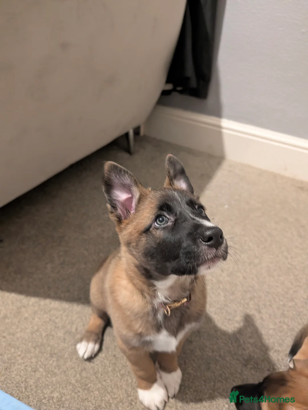 Mixed Breed dogs for sale: Belgian Malinois x Border Collie Pups Malincollie - Advert 6