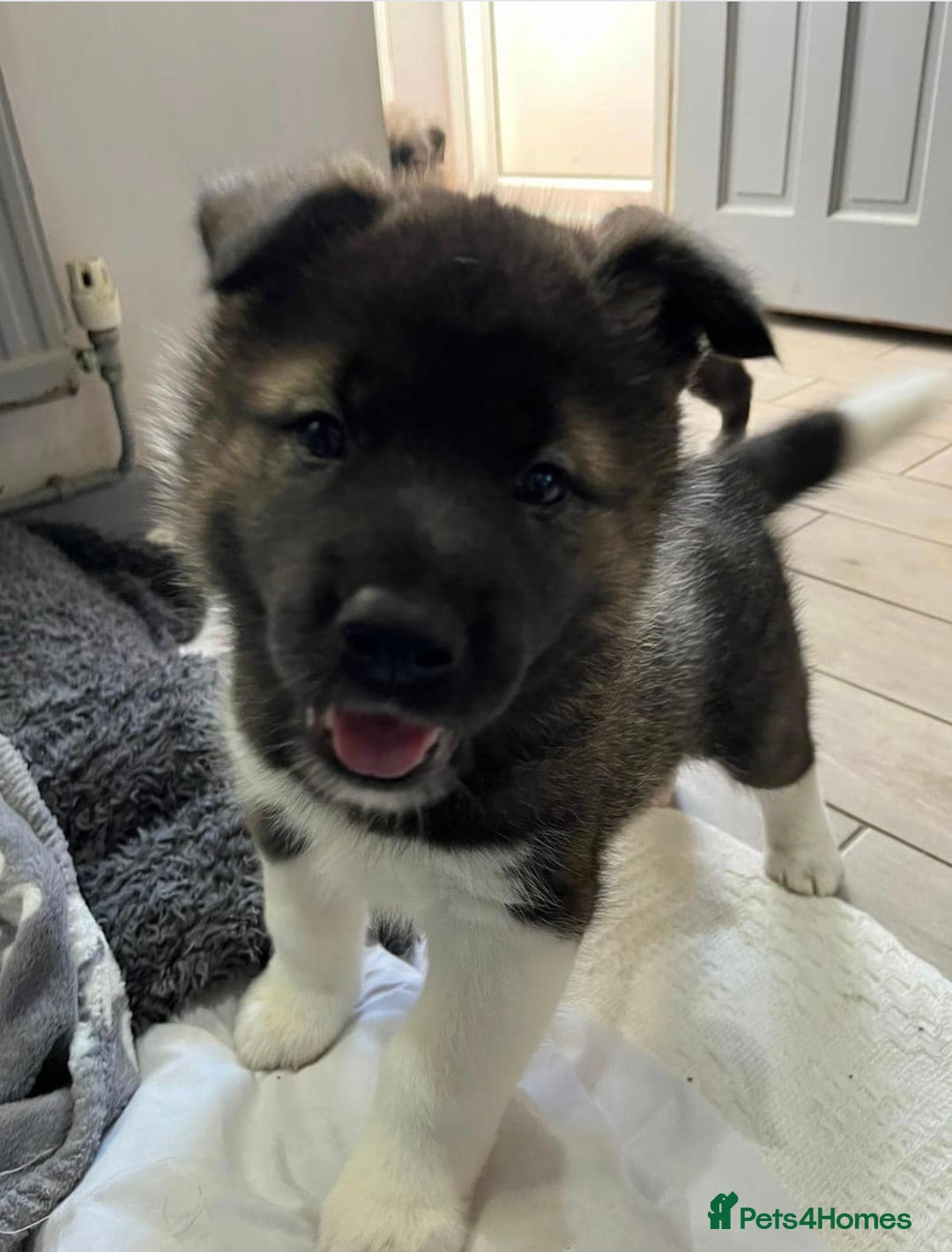 Huskita dogs for sale: Sacha  - Advert 5