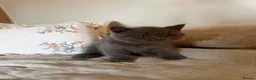 British Shorthair cats for sale: Chunky kittens brown gene carriers - Advert 4