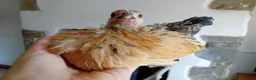 Chickens poultry for sale: Indoor Therapy Serama Hen -  Highly Tame - Advert 1