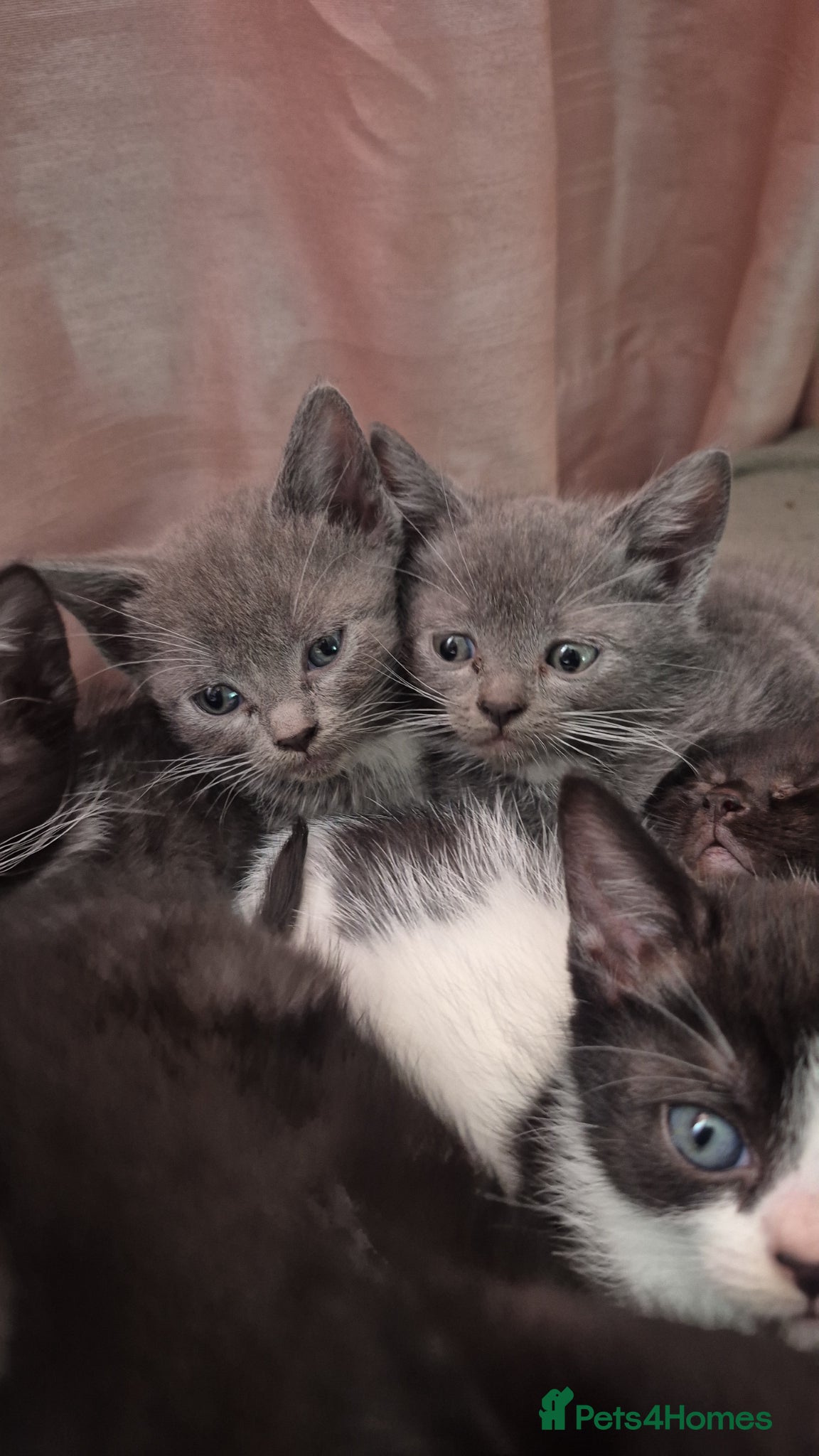 Mixed Breed cats Adorable mixed breed litter - Advert 4