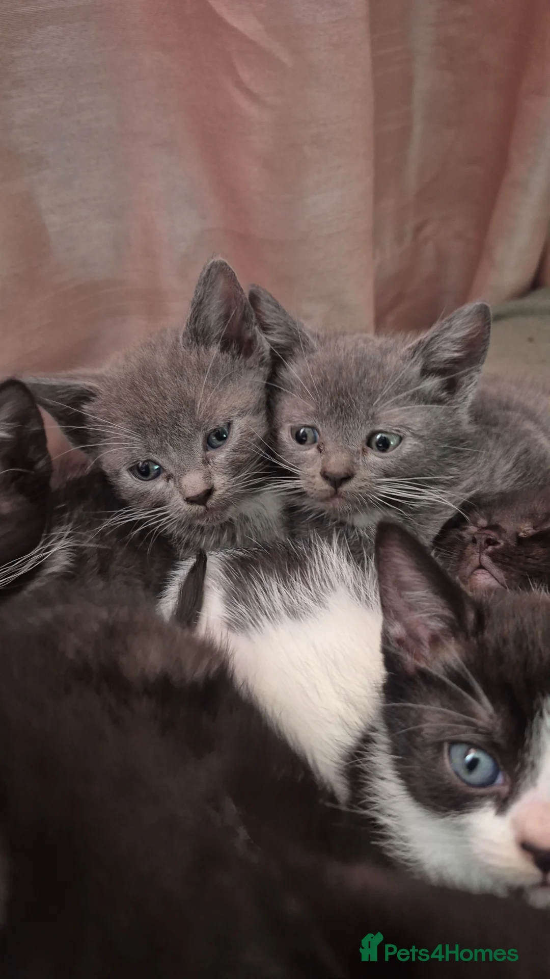 Mixed Breed cats for sale: Adorable mixed breed litter - Advert 1