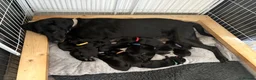 Labrador Retriever dogs for sale: Labrador retriever puppies  - Advert 4