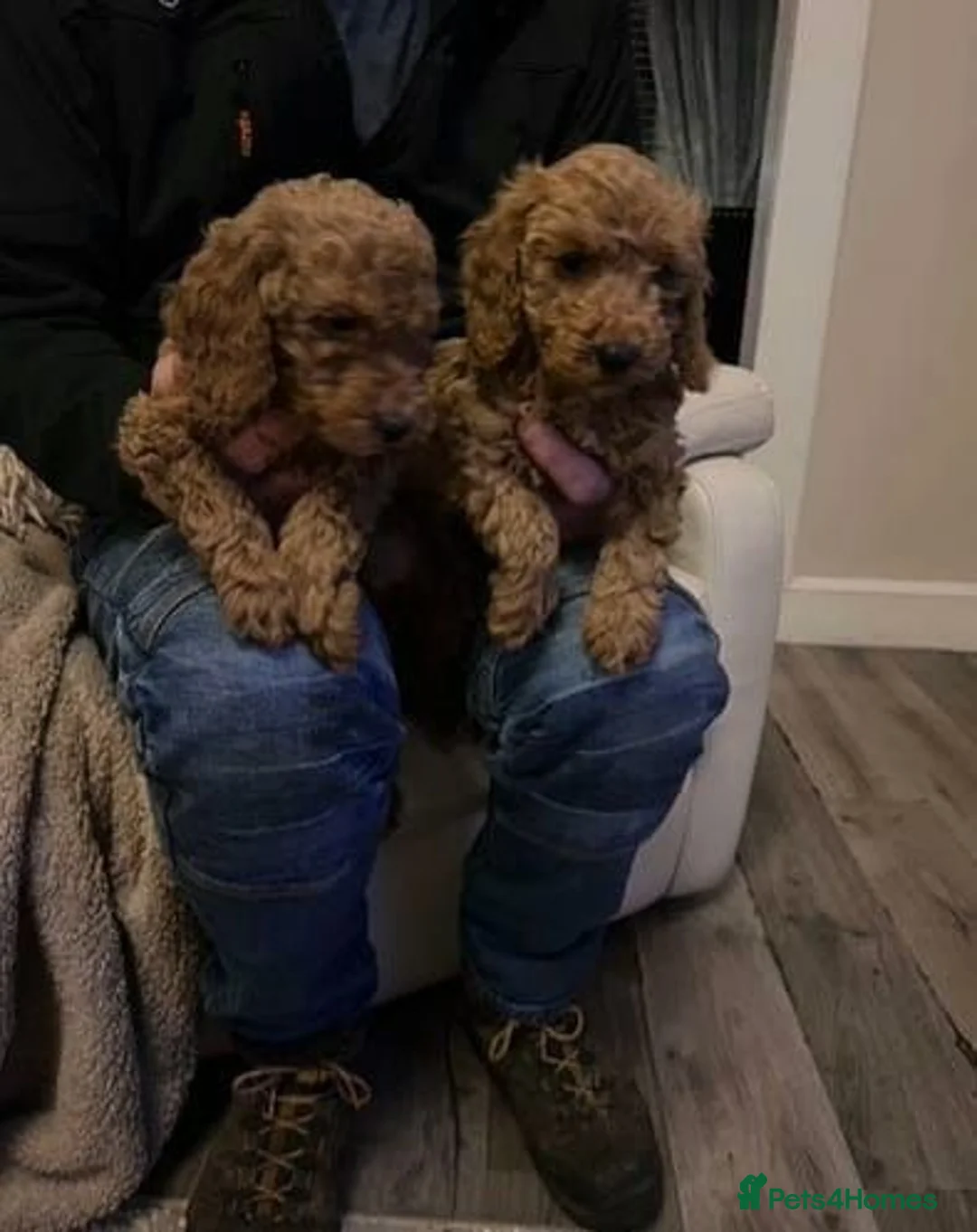 Cavapoo dogs for sale: DNA TESTED BEAUTIFUL PUPPIES  - Advert 2