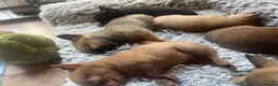 Pomchi dogs for sale: 🐶 Beautiful Pomchi pup – 🐶 - Advert 11