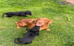 Cocker Spaniel dogs for sale: Cocker spaniel puppies🐶 - Image 11