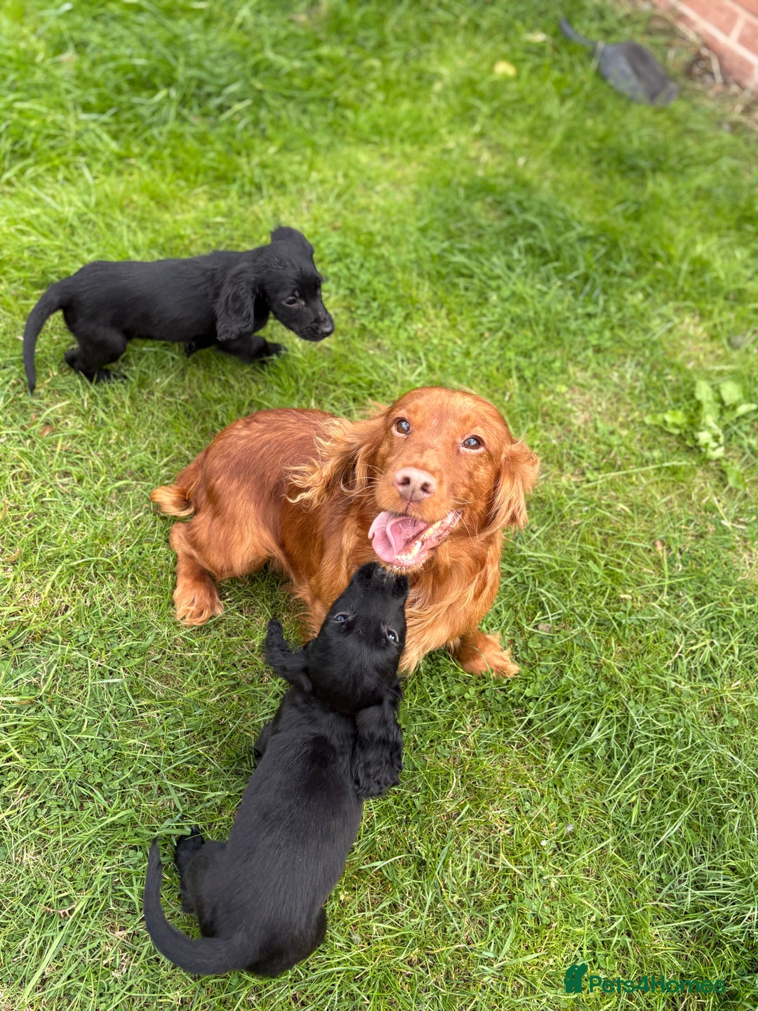 Cocker Spaniel dogs for sale: Cocker spaniel puppies🐶 - Image 11