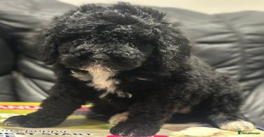 Mixed Breed dogs F1B SAINTBERNADOODLE  FULL VET CHECKED ALL HEALTHY - Advert 12