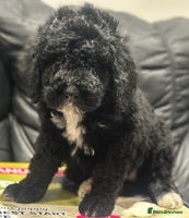 Mixed Breed dogs F1B SAINTBERNADOODLE FULL VET CHECKED ALL HEALTHY - Advert 12