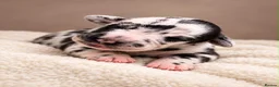 Great Dane dogs for sale: 🐾KC REGISTERED GREAT DANE PUPPIES — NORTHAMPTON🐾 - Advert 18