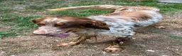 English Setter dogs for adoption: Drago in Bacup - Advert 4