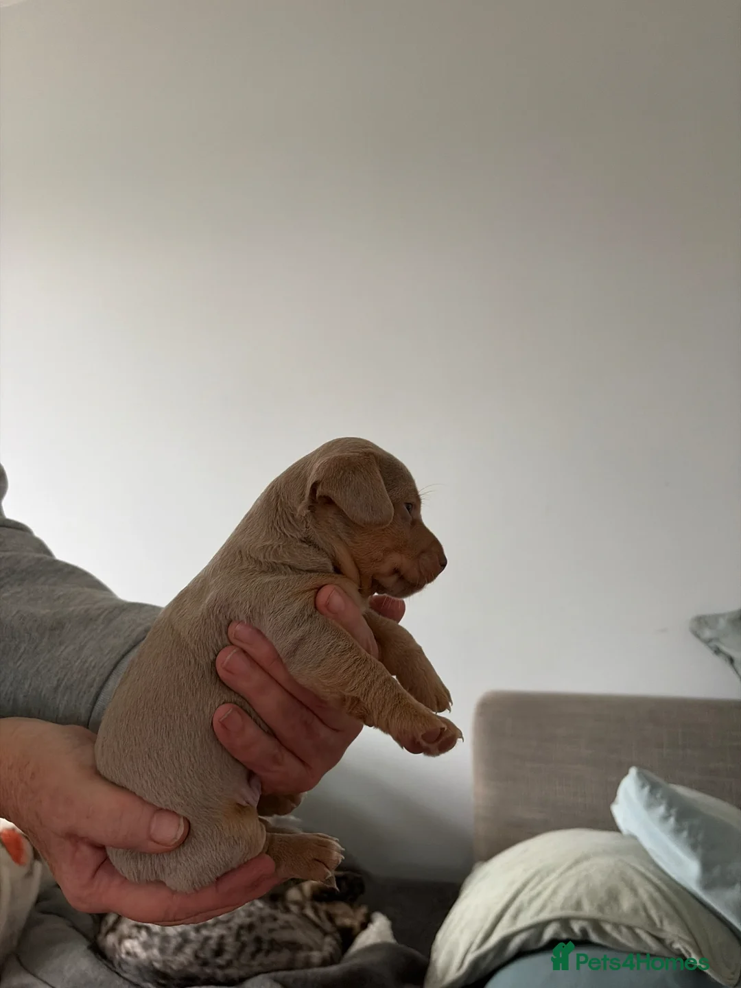 Jack Russell dogs for sale: Stunning jack Russell pups in Mansfield - Advert 2