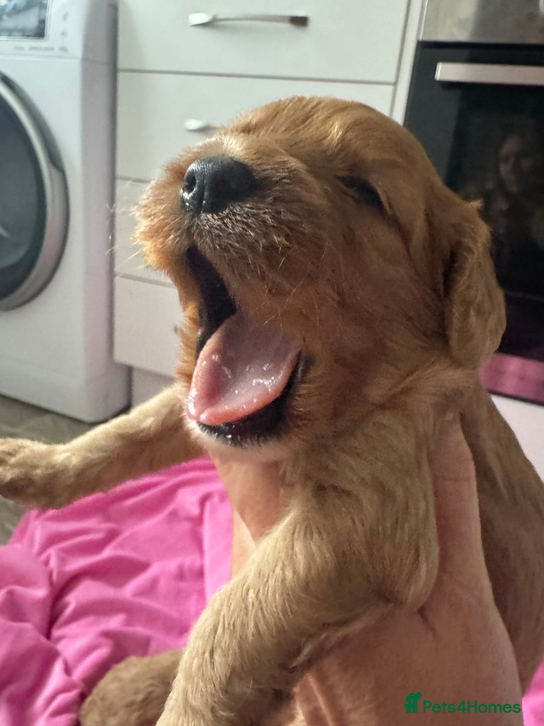 Cavapoo dogs for sale: Extensively health tested F1 Cavapoos  - Image 5