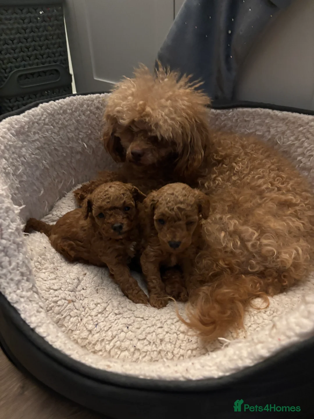 Toy Poodle dogs for sale: 🐾 Stunning Red Toy Poodle Puppies   - Advert 7