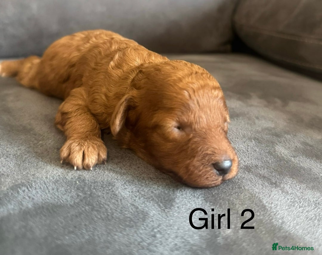 Miniature Poodle dogs for sale: Stunning miniature poodles available - Image 18