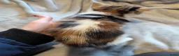 Persian cats for sale: Persian x kittens  - Advert 6
