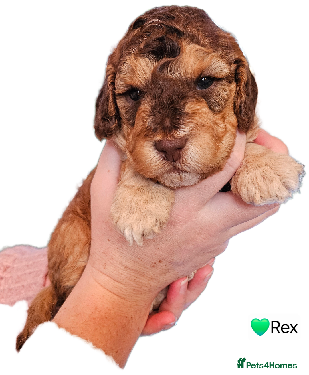 Cockapoo dogs for sale: F3b Cockapoo Puppies – DNA health tested - Advert 27