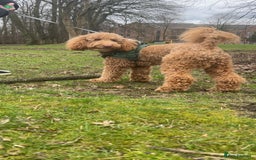 Cockapoo dogs for sale: Westcraigs Cockapoos - Image 4
