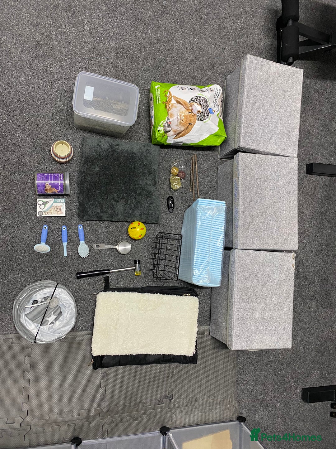 Mini Lop rabbits for sale: Gorgeous young Mini Lop - Buck - Advert 6