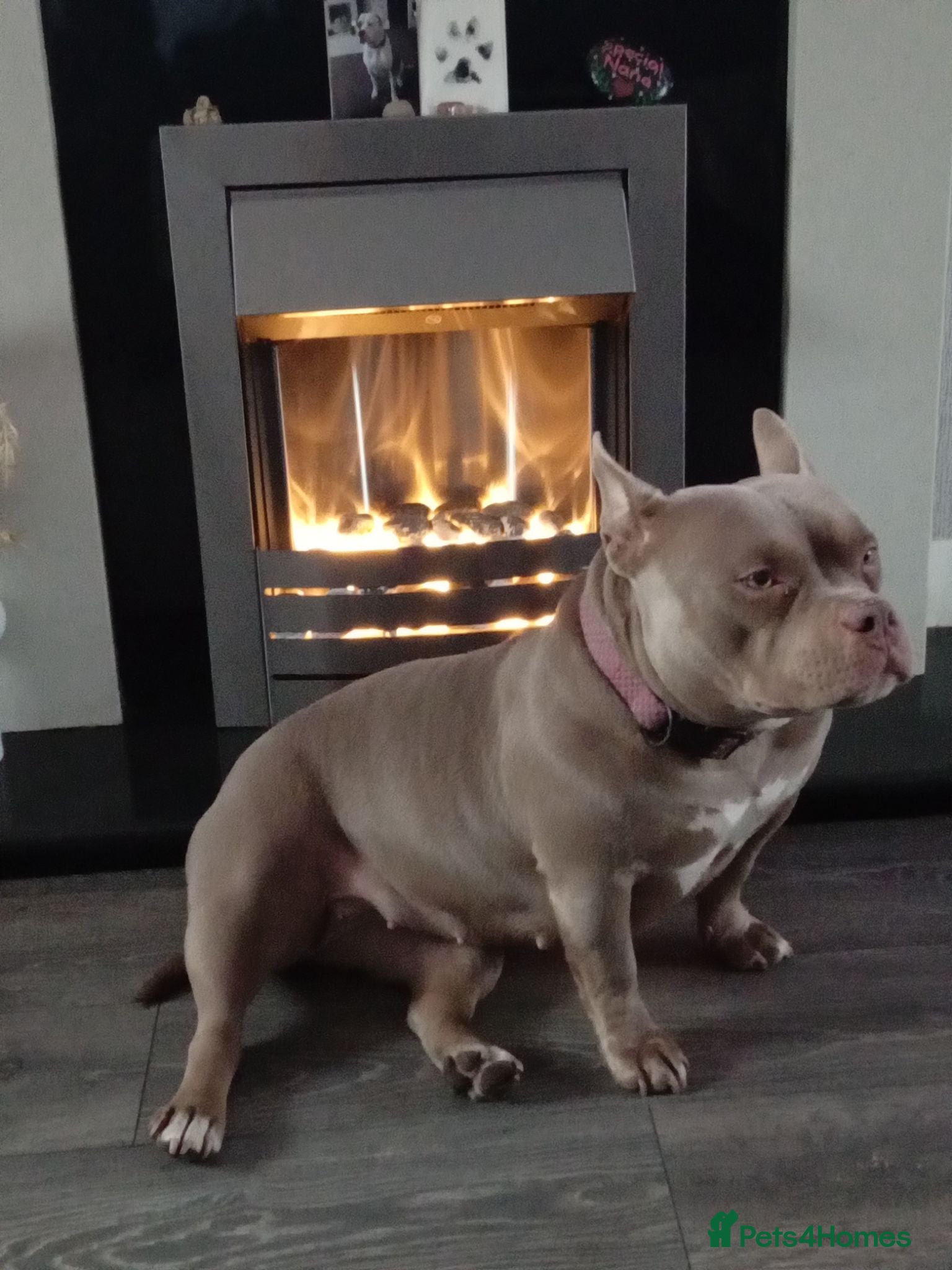 American Bully dogs American pocket bully pups - Advert 5