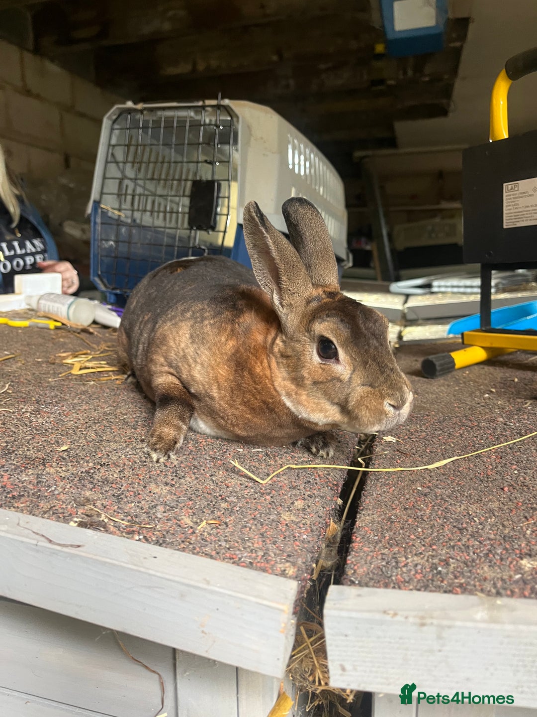 Rex rabbits for sale: Selection of Mini Rex boys  - Image 8