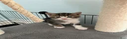 Mixed Breed cats for sale: 5 adorable kittens  - Advert 13
