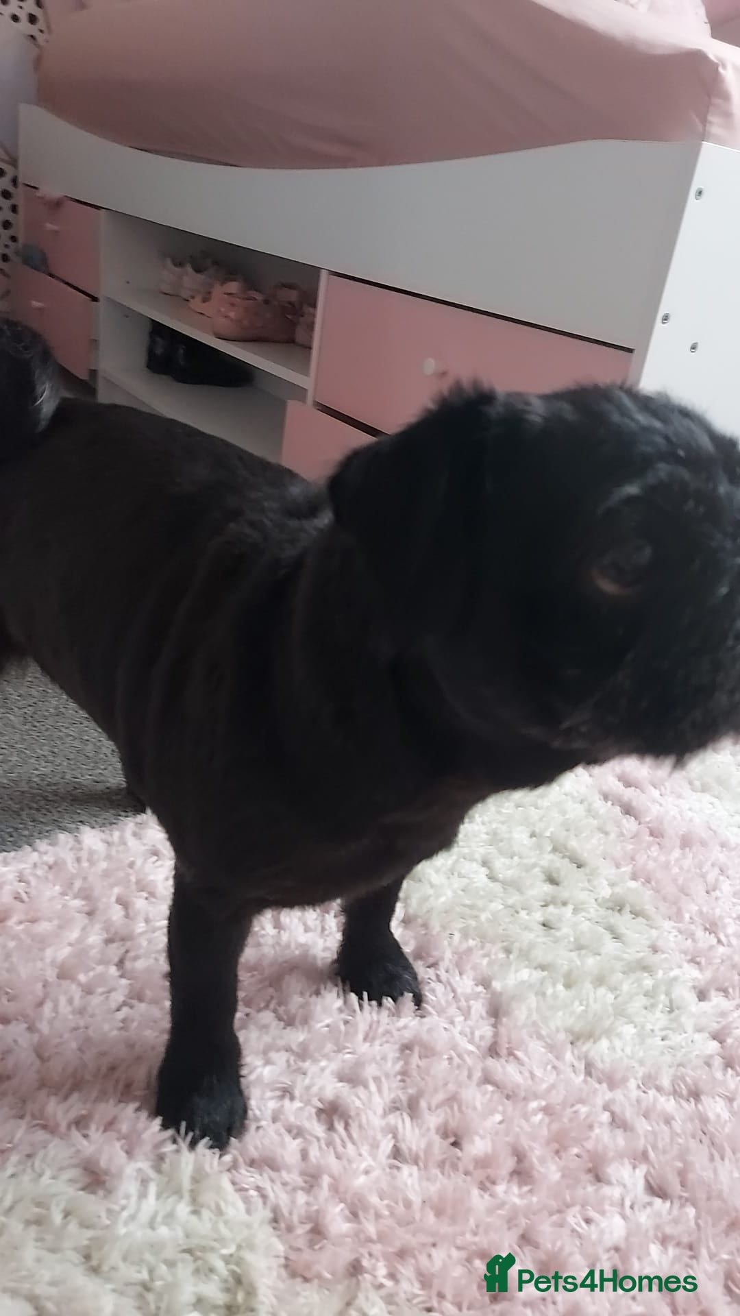 Pug dogs for sale: Lacey - Advert 4