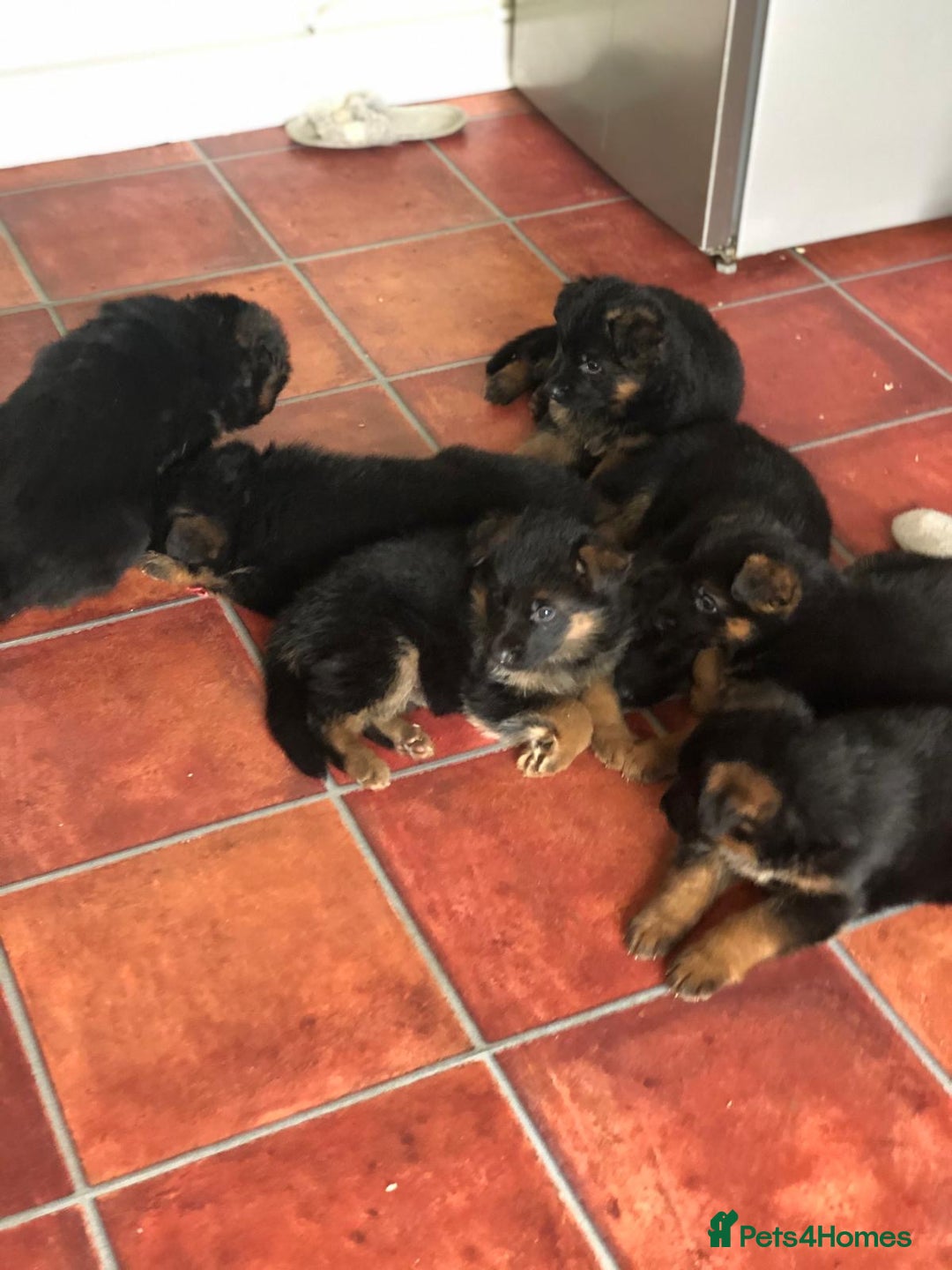German Shepherd dogs for sale: West German German Shepherd stud dog for sale - Image 8