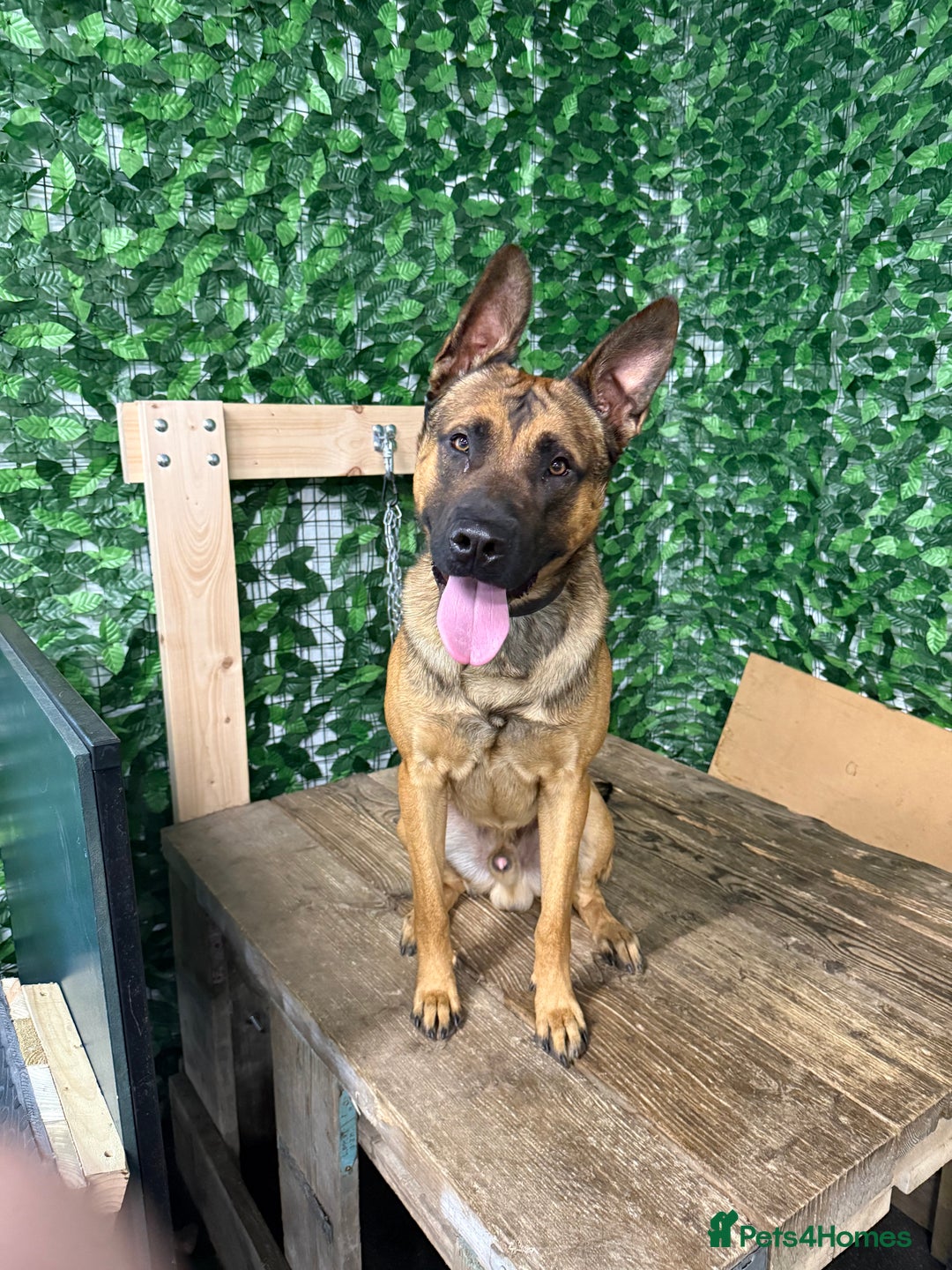 Belgian Shepherd Dog dogs for sale: Working Dutch shepherd/bull herder for rehome - Advert 1