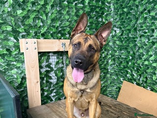 Belgian Shepherd Dog dogs Working Dutch shepherd/bull herder for rehome - Advert 15