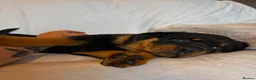 Rottweiler dogs for sale: 4 Beautiful Male Rottweiler Puppies  - Advert 10