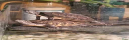 Turtle reptiles for sale: Two very happy turtle in Oxford - Advert 11